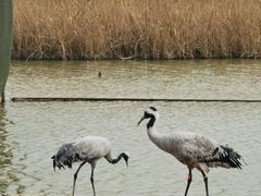 -盐城丹顶鹤湿地生态旅游区