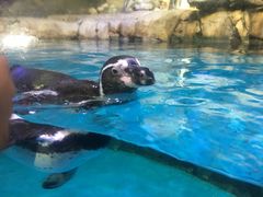 -迪拜水族馆及水下动物园