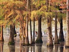 -白鹭湾湿地公园