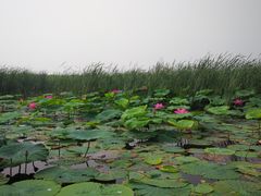 -白洋淀景区