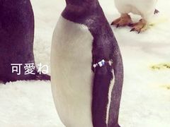 -大连圣亚海洋世界