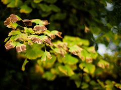 -桤木河湿地公园