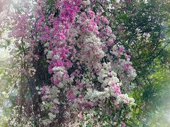 -深圳国际园林花卉博览园