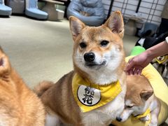 -逗柴咖啡屋·狗咖猫咖宠物桌游