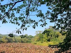 -美丽南方·老木棉匠园·团建烧烤·烤全羊