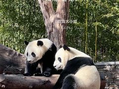-卧龙中华大熊猫苑神树坪基地