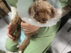 -达爱动物医院·犬猫分区·CT·复杂眼科(远洋山水分院)