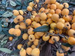 -塘栖枇杷特色园区