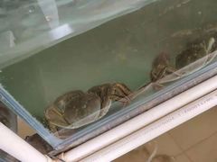 -小陆莲花蟹园农家乐(莲花岛店)
