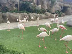 -新加坡飞禽公园