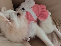 -怪兽屋·羊驼·猫咖·狗咖(俊华广场店)