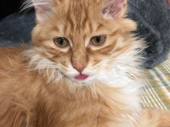 -北京赛佳动物医院