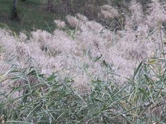 -蜀冈西峰生态公园