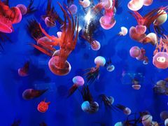 -成都浩海立方海洋公园