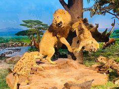 -国家自然博物馆