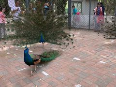 -长白岛森林公园