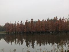 -白鹭湾湿地公园