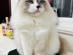 -艾贝尔宠物医院·24H转诊中心·肿瘤猫专科(江宁双龙店)