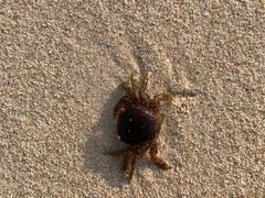 -蜈支洲岛珊瑚酒店临海阁中餐厅