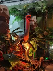 -恐龙探索乐园(磁器口店)