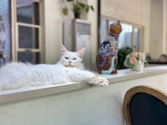 -猫小院猫主题餐厅(南锣旗舰店)