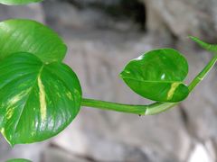 -北京植物园-展览温室