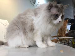 -猫房·猫吧·猫咖(龙湖时代汇店)