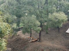 -石家庄市动物园