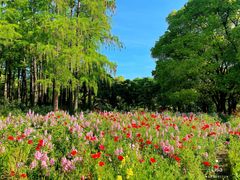 -上海共青森林公园