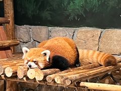 -绿色星球动物主题公园