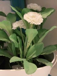 -薇兰专业脱毛连锁机构