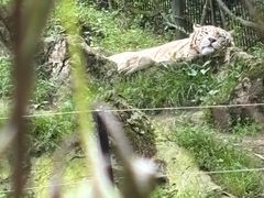 -贵州森林野生动物园