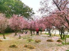 -无锡梅园公园