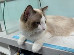 -达爱动物医院·犬猫分区·CT·复杂眼科(远洋山水分院)