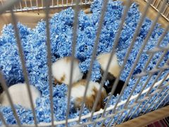 -万商花鸟市场