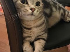 -猫咪博物馆(顶澳仔猫街店)