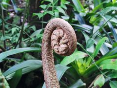 -深圳仙湖植物园