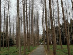 -东平国家森林公园