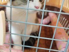 -伟伟宠物医院·CT影像中心·瑞派犬猫综合性门诊(汉口总院)