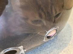 -瑞派·关忠动物医院·猫专科·犬专科(三环新城店)