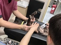 -瑞鹏宠物医院·骨科·猫科·内科(第一中心)