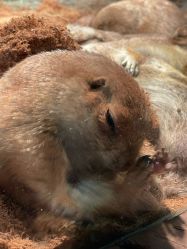 -Zoolung Zoolung动物主题公园(海信广场店)