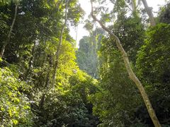 -西双版纳原始森林公园