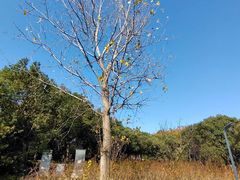 -上海吴淞炮台湾国家湿地公园