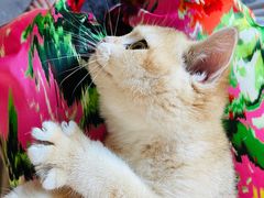 -猫大福·Fortune Cat猫舍(百子湾店)
