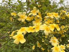 -北京麋鹿生态实验中心