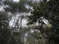 -午潮山国家森林公园