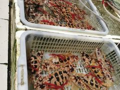 -外伶仃岛海鲜市场