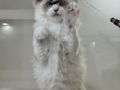 -青奢宠物·青奢猫舍