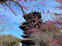 -杭州半山国家森林公园